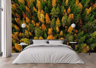 Aerial top view of  yellow and orange autumn trees in forest in rural Finland. Wall mural