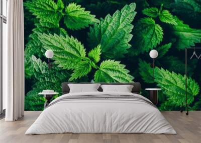 Stinging nettle leaves as background. Green texture of nettle. Wall mural