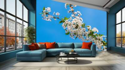 Beautiful blossom tree branch isolated on blue sky. Two branches in the spring time season. V branch Wall mural