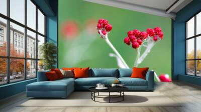 Helichrysum sanguineum Wall mural