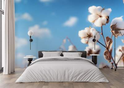 A blossoming organic white natural cotton plant in a sustainable field Scientific name: Gossypium Wall mural