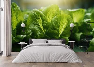 Fresh Cos Romaine Lettuce The organic Green Cos Lettuce in the home garden in the evening Fresh vegetable in the garden. Healthy food for weight loss concept High fiber and High vitamin. Green salad Wall mural