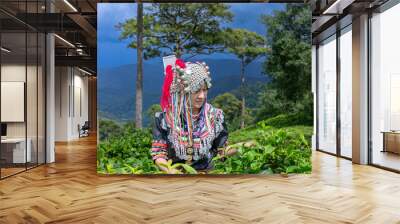 Hill tribe Asian woman in traditional clothes collecting tea leaves with basket in tea plantations terrace, Chiang mai, Thailand collect tea leaves Wall mural