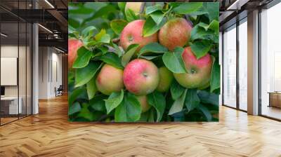 apples on the tree in harvest season Wall mural