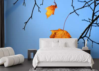 autumn leaves on the branches under sunny sky Wall mural