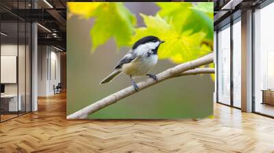 black capped chickadee bird standing on the tree branch Wall mural