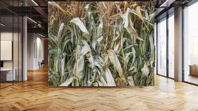 bundles of dried corn stalk Wall mural