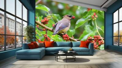 cedar waxwing bird eating mulberry fruit on the tree Wall mural