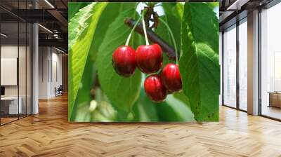 Close up fresh red cherries on the tree branch Wall mural