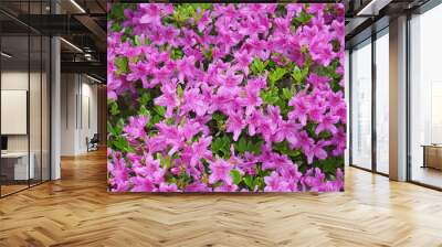 close up on blooming purple rhododendron in spring Wall mural