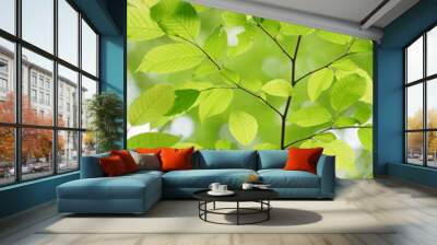 fresh green leaves growing in spring Wall mural