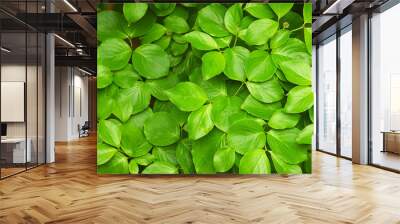 green leaves background Wall mural