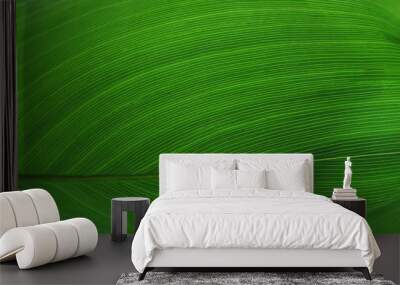 leaf vein texture Wall mural