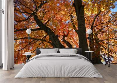 Low angle view of autumn tree with bright red color Wall mural