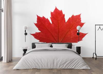 red maple leaf isolated on white background Wall mural