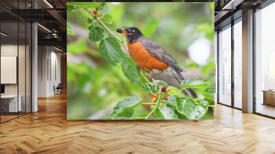 robin bird eating mulberry fruit on the tree Wall mural