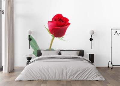 single red rose on white background Wall mural