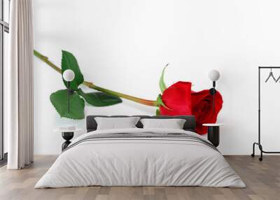 single rose laying on white background Wall mural