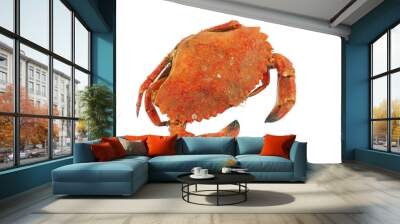 single steamed crab isolated on white background Wall mural