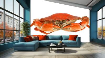 single steamed crab isolated on white background Wall mural