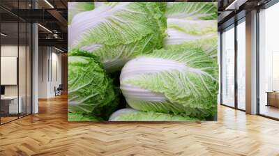 Stacking Chinese cabbage in pile in harvest season Wall mural