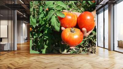 tomato picking in the farm Wall mural