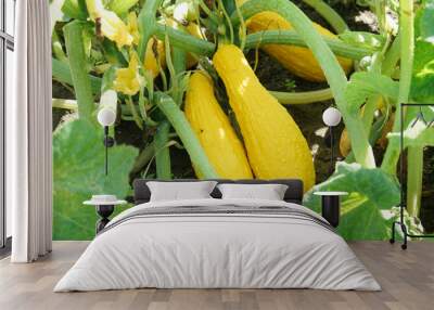 Yellow squash and plant in the farm field Wall mural