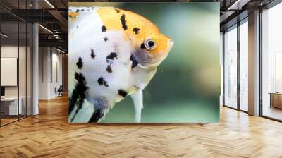 Freshwater angelfish or Marbled Angelfish that has a black white and yellow pattern Wall mural