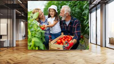 Happy senior man working together with family in greenhouse business. People organic food concept. Wall mural