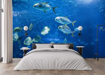 Picture of group of fish swimming underwater Wall mural