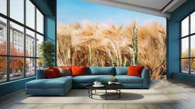 Yellow grain ready for harvest growing in a farm field Wall mural