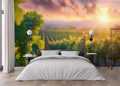 Green Grapes on Vine in Vineyard at Sunset Wall mural