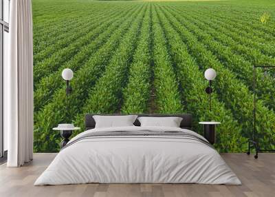 Crops growing in the summer heat in Wisconsin Wall mural