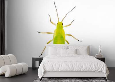 Green Fly or Aphid Parasite Insect Isolated on White Background Wall mural