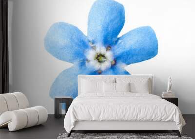 Tender Blue Forget-Me-Not Myosotis Brunnera Boraginaceae Flower Isolated on White Wall mural