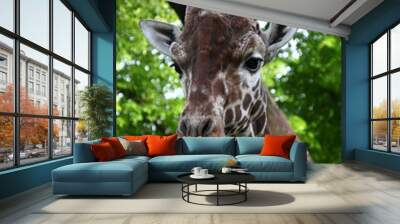 portrait of a giraffe Wall mural