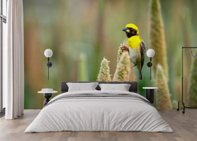 Baya Weaver feasting on Pearl Millet Wall mural