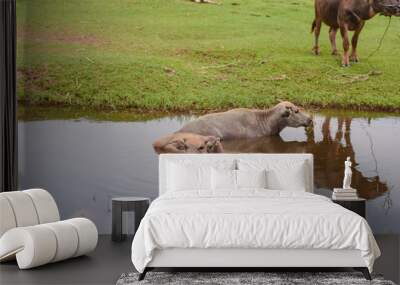 Two buffalo ducks are immersed in a mud swamp. Wall mural