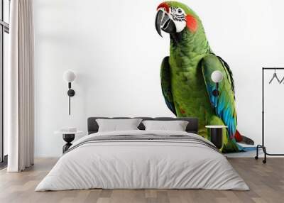 green macaw, parrot isolated white background  Wall mural