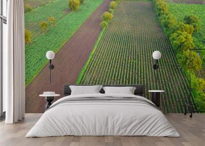 Aerial top view of agriculture field Wall mural