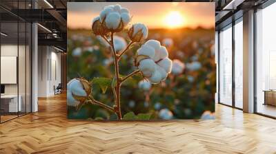 cotton agriculture field at sunny day Wall mural