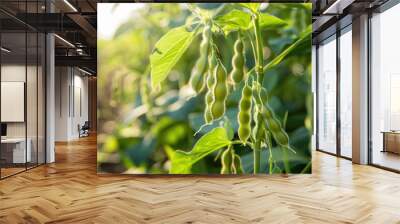 soybean pod at agriculture field Wall mural