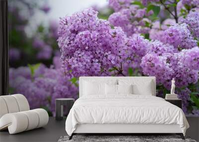 Blooming lilac flowers Wall mural