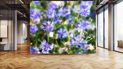 blue fresh corflower flowers meadow field with fresh green grass Wall mural