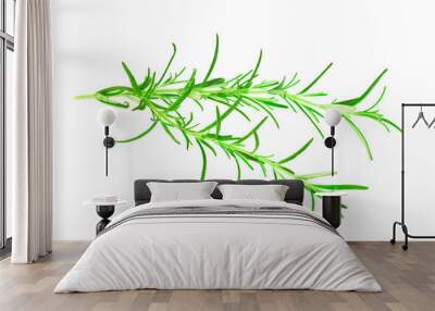 leaves of fresh rosemary isolated on white background Wall mural