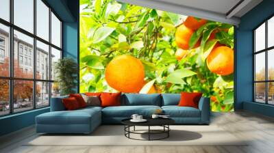 Orange garden with friuts Wall mural