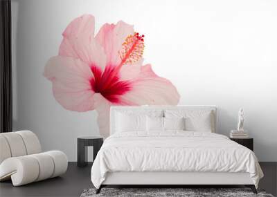 Pink hibiscus flower  Wall mural