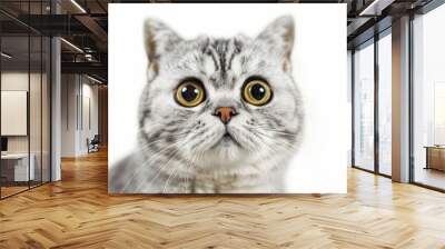 silver tabby british shorthair cat looking at the camera isolated on a white background Wall mural