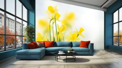 spring daffodils in  garden Wall mural