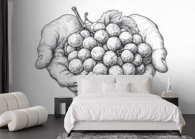 The hands of a winemaker holding a bunch of grapes against a white background. An engraving or drawing. Wall mural